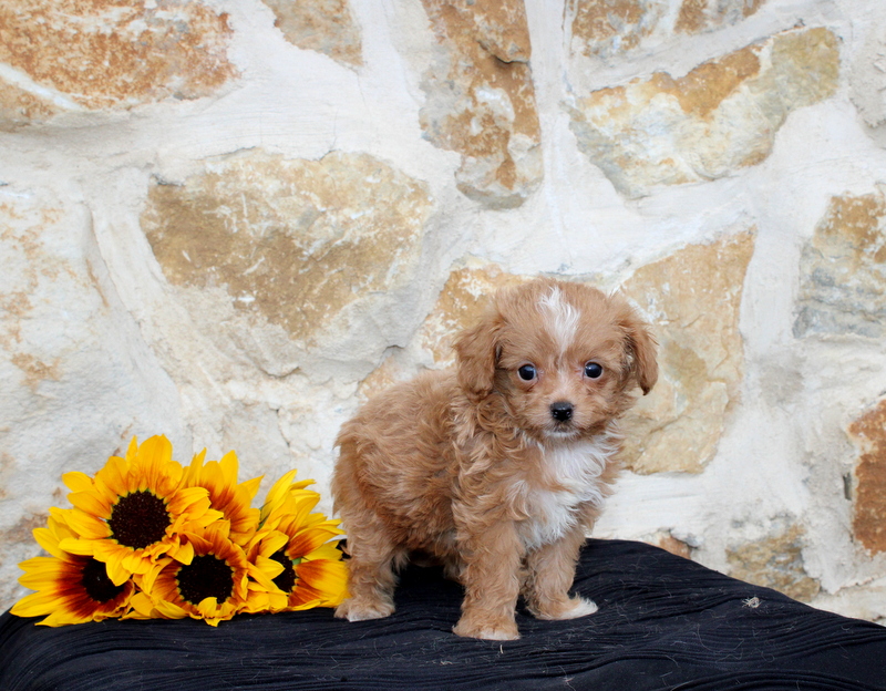 puppy, for, sale, Pomsky F1B, Matthew B. Stoltzfus, dog, breeder, Gap, PA, dog-breeder, puppy-for-sale, forsale, nearby, find, puppyfind, locator, puppylocator, aca